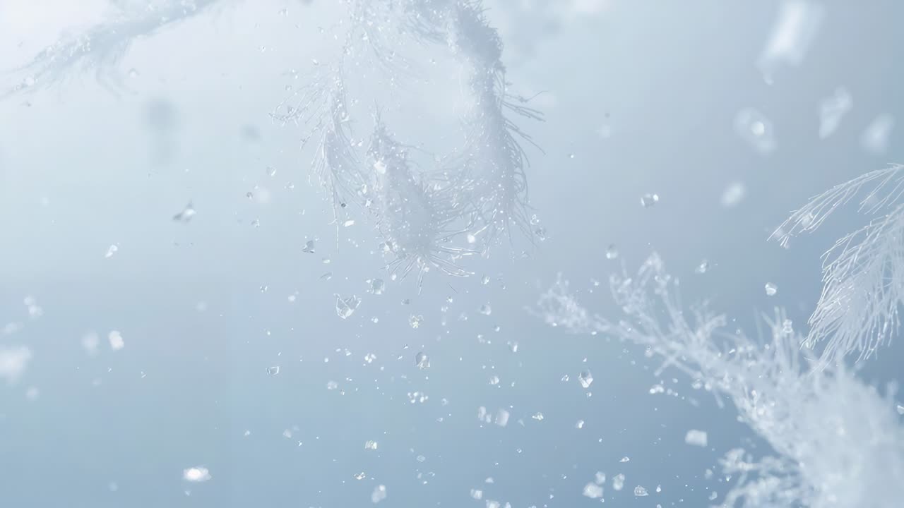Tilting frosted plant stem shedding droplets and ice crystals in macro shot, gravity pulling