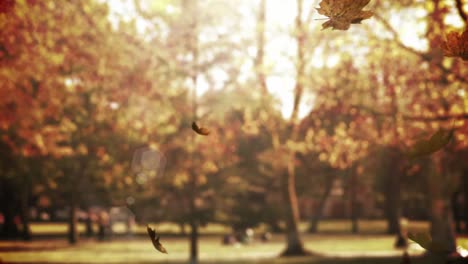 animation of autumn leaves falling over autumn park