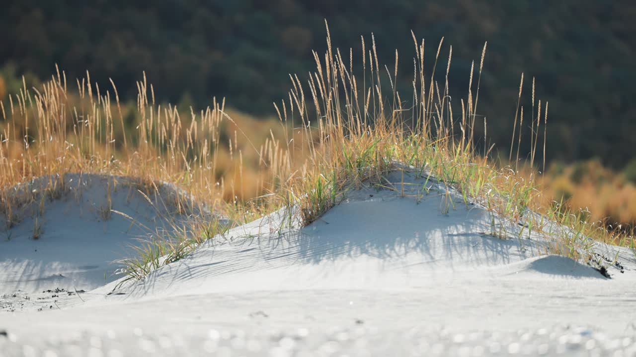높은 풀이 피오르드 연안의 모래 언덕을 고 있습니다.