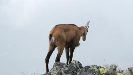 imágenes de teleobjetivo de una gamuza super linda mirando alrededor interesada en el borde de la roca a la niebla - nube en el fondo