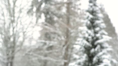 Rack-Fokus-Auf-Sanften,-Friedlichen-Schneefall-In-Der-Waldszene