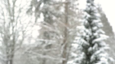 foco de rack de nevadas suaves y pacíficas en la escena del bosque
