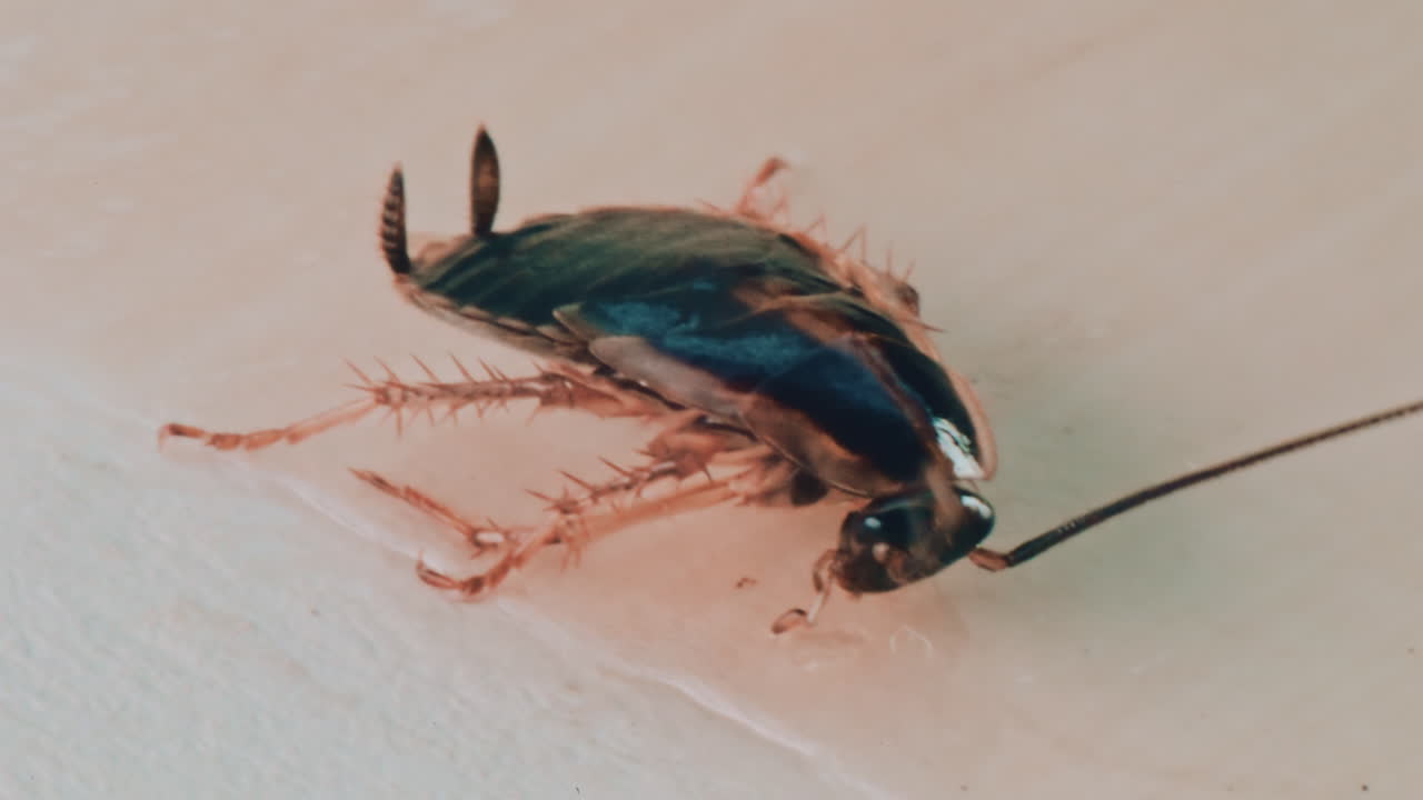 Detailed macro view of a cockroach showing its body texture and movement