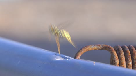avispa sale volando del agujero del trampolín