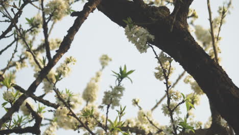 gentle spring breeze moves the blooming plum blossoms in this scenic shot captured in sa pa, vietnam