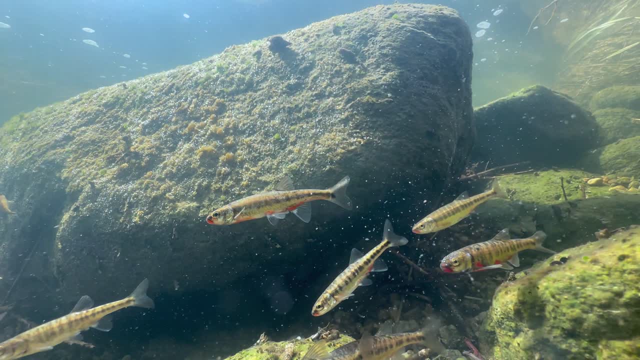 Eurasian minnows (Phoxinus phoxinus) feeding before spawning season in a shallow river in Estonia.