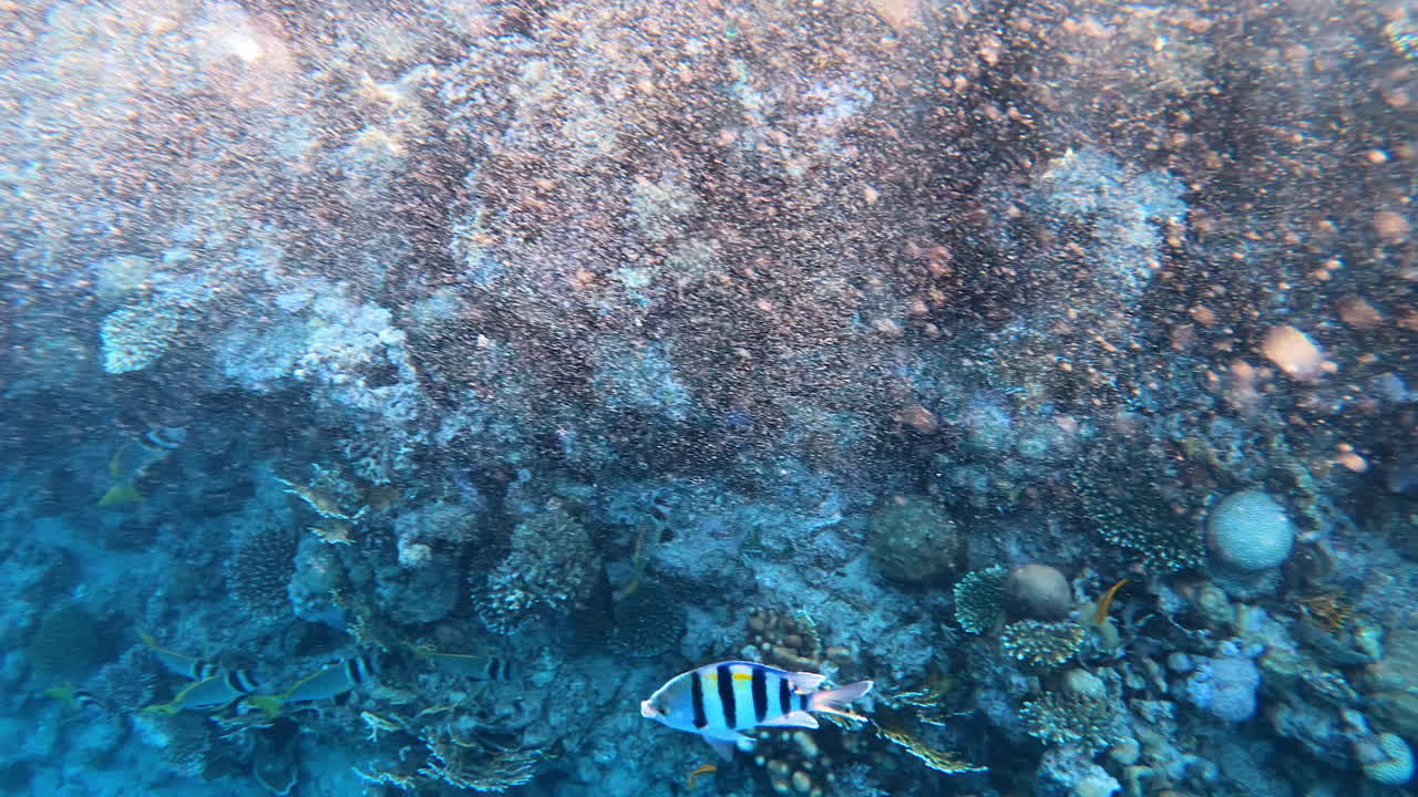 Close up of a Sergeant major fish swimming near a coral reef