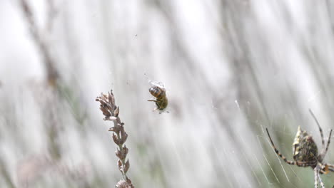 A-bee-spun-in-spiderweb-with-legs-twitching-and-yellow-spider-in-corner