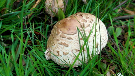 Chlorophyllum-Rhacodes,-Un-Hongo-En-Forma-De-Bollo,-Que-Crece-En-El-Borde-De-La-Hierba-Al-Lado-De-Una-Carretera-En-Rutland,-Reino-Unido