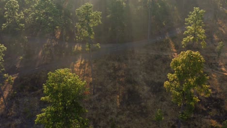 Drone:-Bosque-En-La-Madrugada