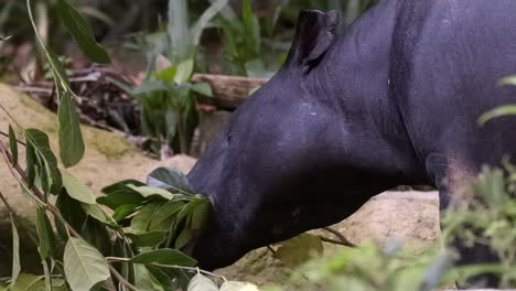 tapir malasio negro alimentándose de hojas de la vida vegetal en el bosque - cerrar