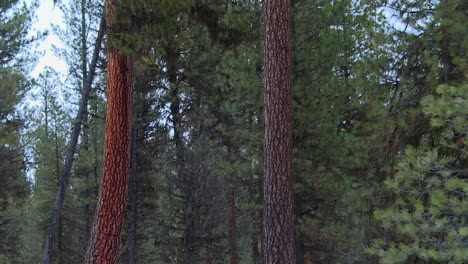 tall ponderosa pine trees at boise national forest in boise, idaho