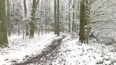 winter in a forest in germany