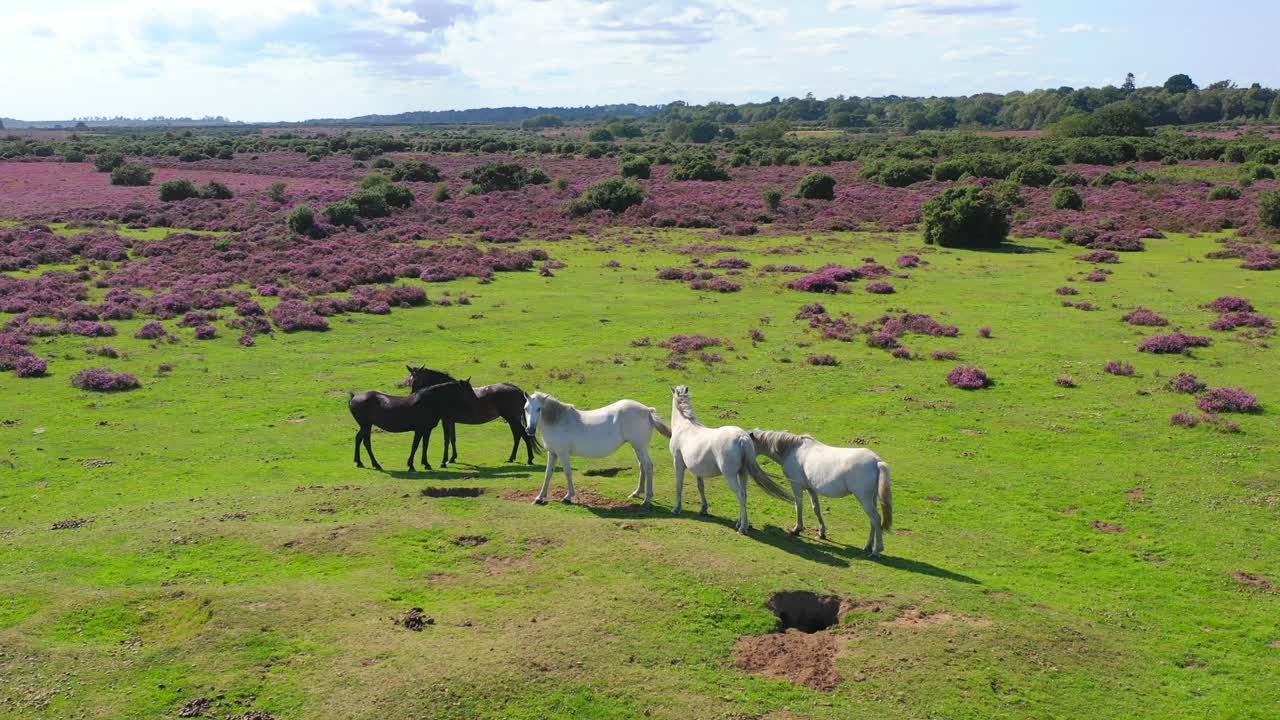 drone en órbita disparado sobre caballos en un campo en el nuevo bosque, 4k