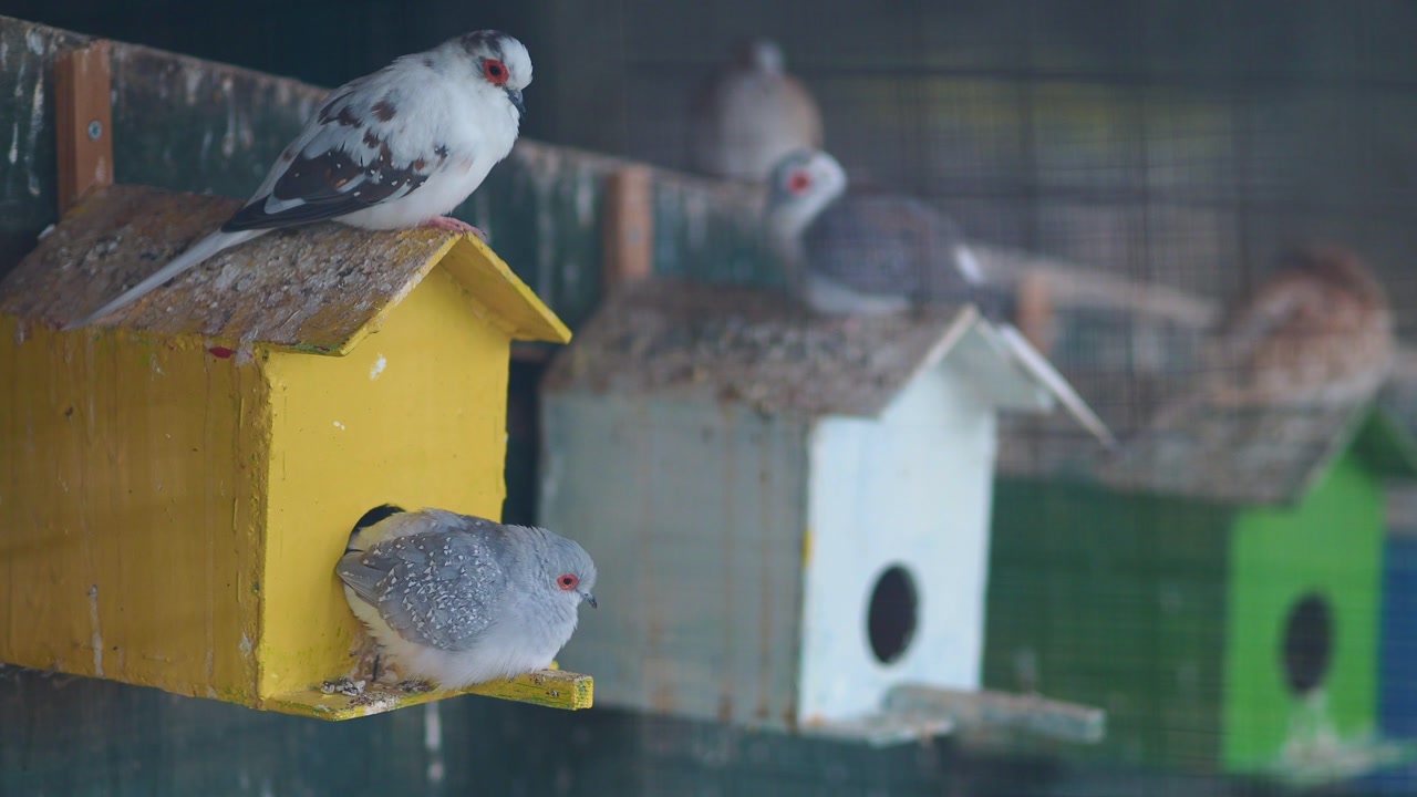 Diamond Doves Perching and Flying Around Colorful Birdhouses