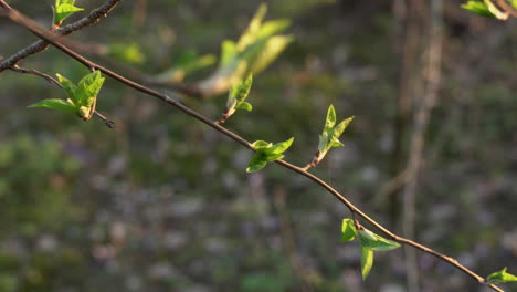 The buds on the trees in spring, young green leaves