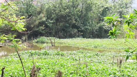 lush greenery surrounding a tranquil waterway