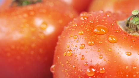 close-up of wet tomatoes