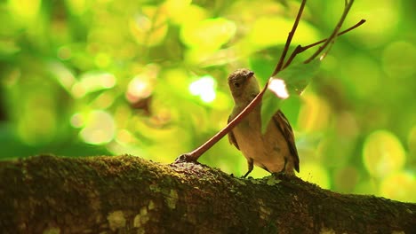 Elaenia-Vogel-Hüpft-Und-Schaut-Sich-Auf-Einem-Ast-In-Einem-Wald-Um