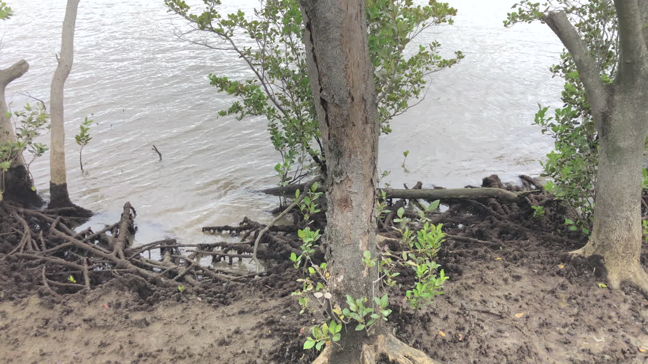 브리즈번 강 맹그로브 갯벌