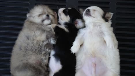 puppies sleeping together group of loverly siblings