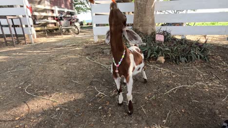 young goat cavorting in a farmyard setting.