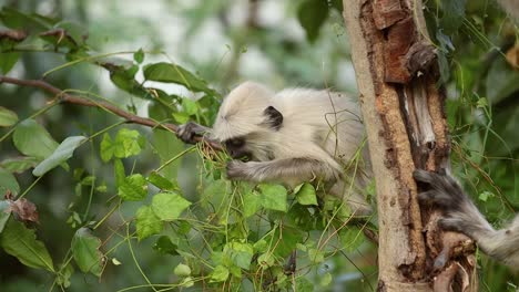 El-Langur-Gris-(semnopithecus),-También-Llamado-Langur-Hanuman,-Es-Un-Género-De-Monos-Del-Viejo-Mundo-Nativos-Del-Subcontinente-Indio.-Parque-Nacional-Ranthambore-Sawai-Madhopur-Rajastán-India