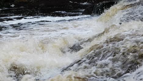 two large atlantic salmon (salmo salar) leaping in the same time trying to pass the waterfall towards the spawning place in perthshire, scotland. static, slow motion