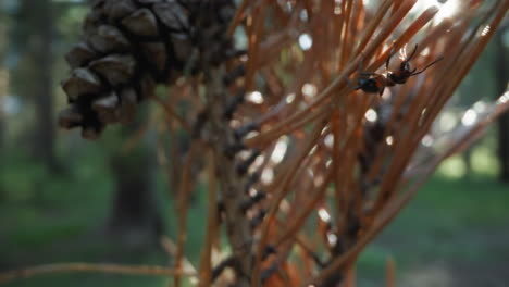 primer plano de una araña marrón en una aguja de pino con un cono de pino borroso y fondo de bosque