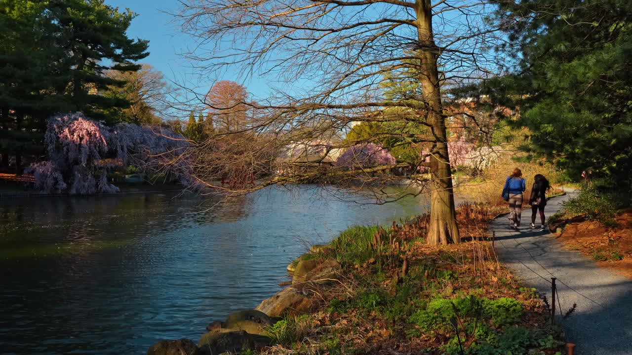 New York, USA, 8. april 2026: To personer går på sti ved dam i forårshave. Bredt skud af to kvinder, der går langs en grussti ved vand med kirsebærblomster og fyrretræer