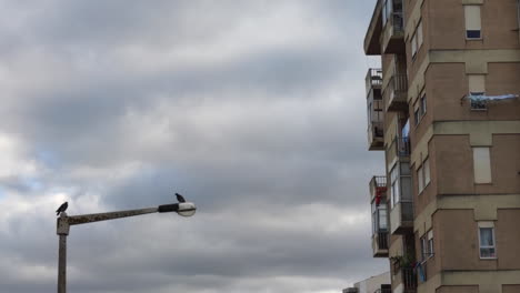 Pigeons-on-electric-pole,-pigeon-take-off,-cloudy-sky