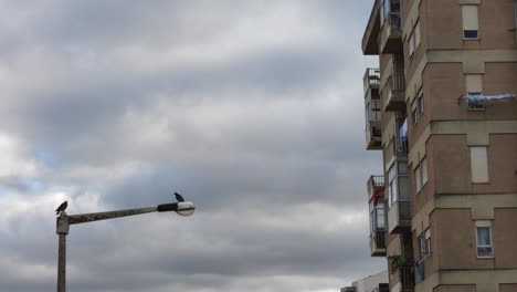 palomas en poste eléctrico, despegue de palomas, cielo nublado