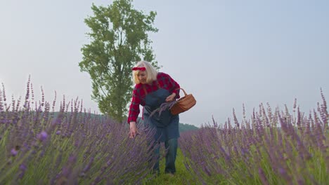 Senior-old-woman-grandmother-farmer-growing-lavender-plant-in-herb-garden-field,-farm-eco-business