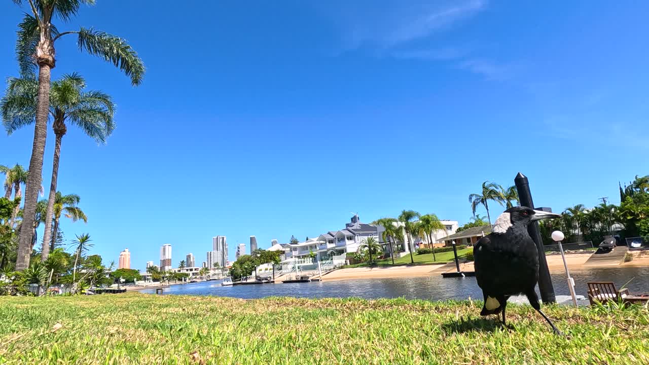 이 많은 공원에서 마그피가 상호 작용합니다.
