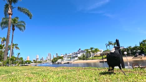 a magpie interacts in a sunny park