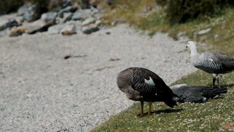 Weibliche-Magellan-Gans-Putzt-Ihr-Gefieder-Mit-Männchen-Im-Hintergrund-In-Feuerland,-Argentinien