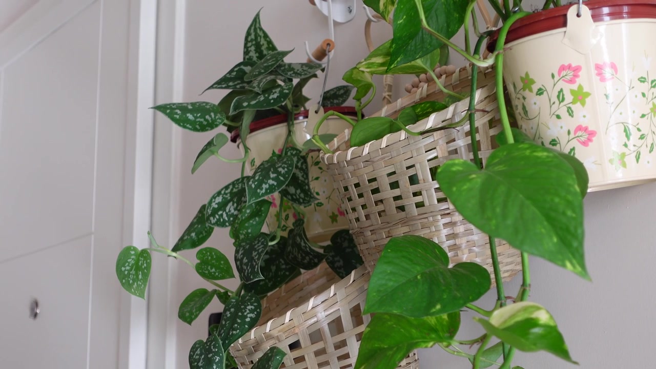 装飾的なバスケットや鉢に入った吊り下げられた観葉植物のクローズアップ