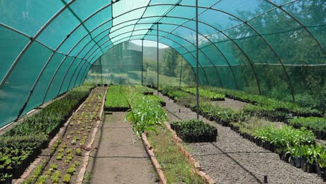 pan over greenhouse plants protected by mesh covering, lesotho africa