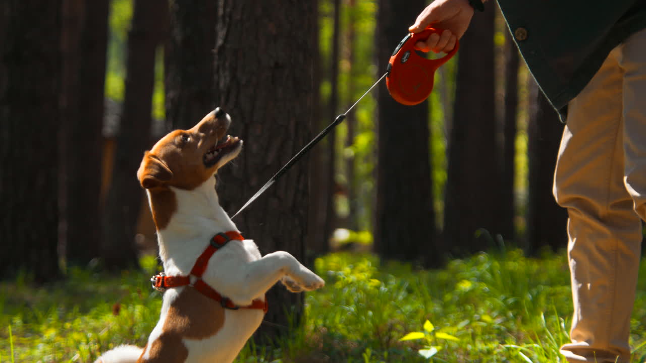 주인 과 함께 숲 에서 놀고 있는 개