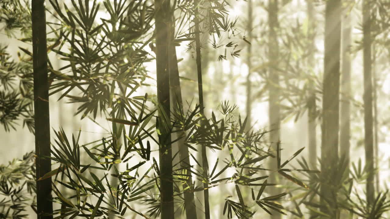 안개 속의 대나무 숲