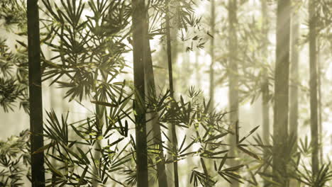 bosque de bambú en la niebla