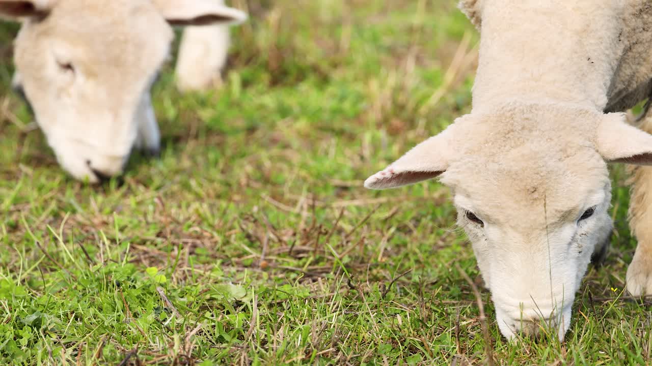 Wiltipoll sheep graze peacefully on lush grass under bright daylight at Lake Tekapo, New Zealand. The scene captures serene pastoral life