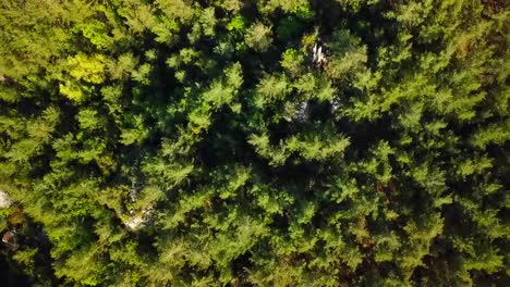 aerial top down pine trees