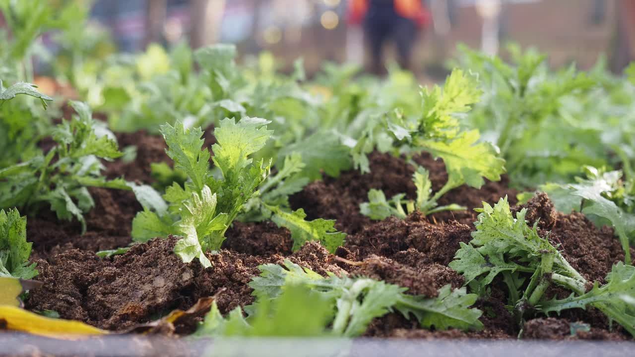Young plants growing in the garden