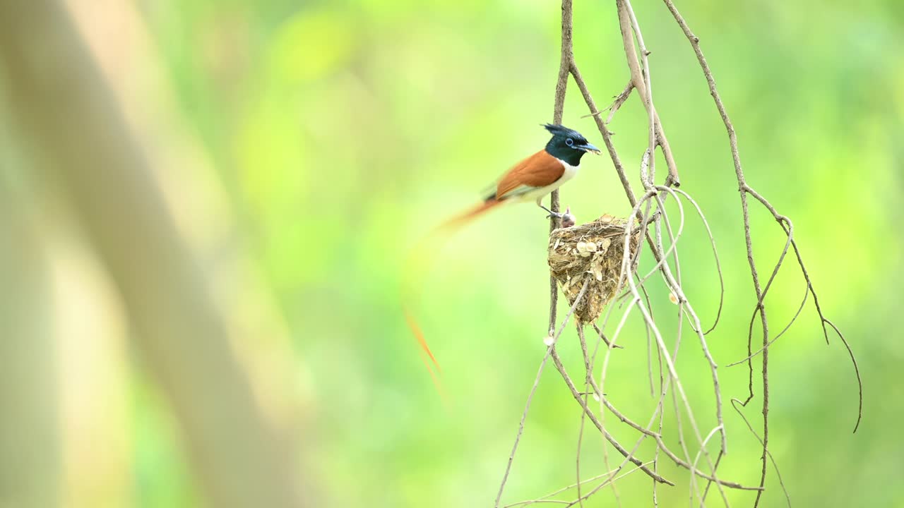 majestuoso pájaro paraíso cazador de moscas alimentando pollitos en el nido colgado