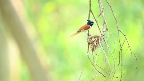 Majestätischer-Vogelparadies-Fliegenfänger,-Der-Küken-Im-Hängenden-Nest-Füttert