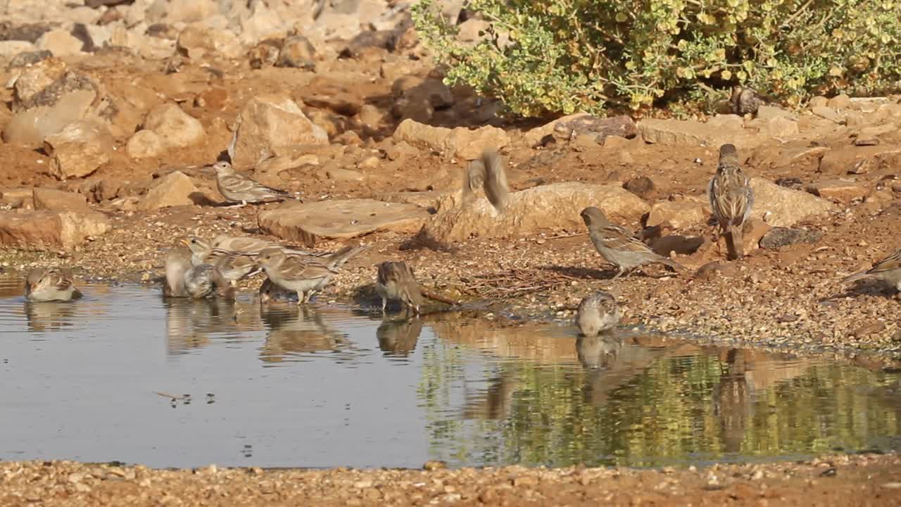 Flock of House sparrows (Passer domesticus) drinking water from a spring in the desert