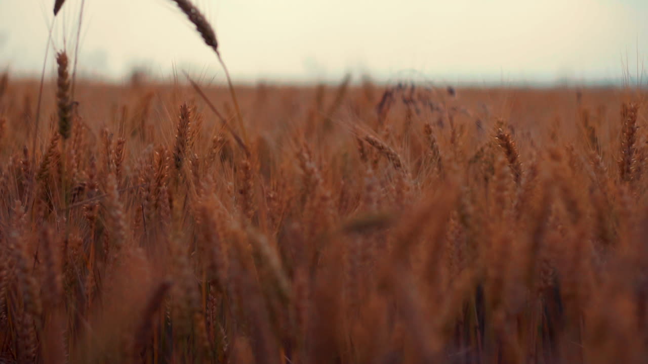 Slow-motion panorama of wheat field with funny frame