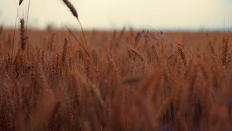 panorama en cámara lenta del campo de trigo con marco divertido