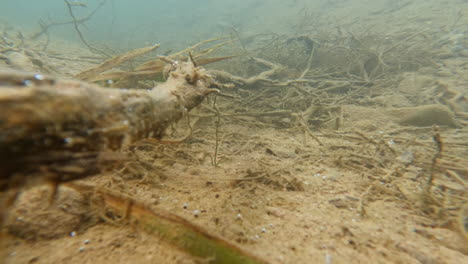 Muddy-bottom-of-a-pond-with-sunk-tree